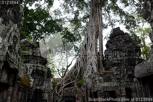 Image of ASIA CAMBODIA ANGKOR TA PROHM