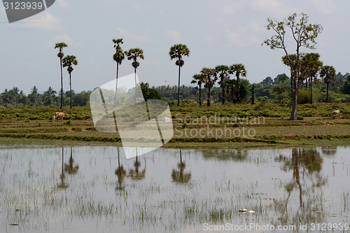 Image of ASIA CAMBODIA SIEM RIEP TONLE SAP