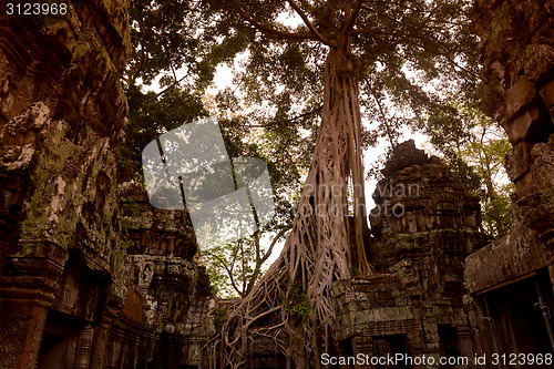 Image of ASIA CAMBODIA ANGKOR TA PROHM