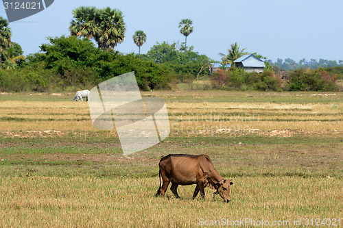 Image of ASIA CAMBODIA SIEM RIEP TONLE SAP