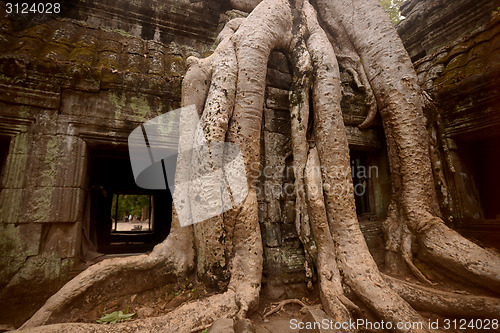 Image of ASIA CAMBODIA ANGKOR TA PROHM