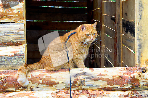 Image of Red cat on a leash sitting on the window structure of boards