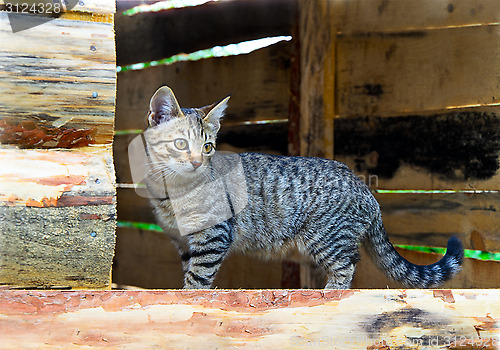 Image of Cat standing in the window opening of house under construction i