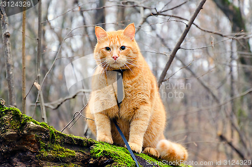 Image of Red cat on a leash sitting on a felled tree in the forest