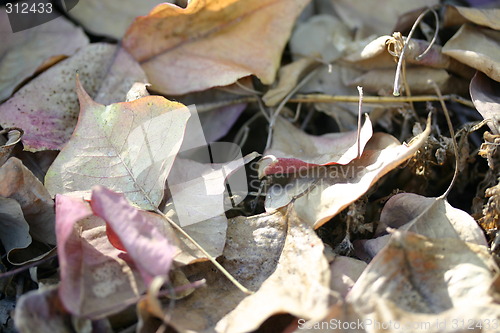 Image of Dry leaves