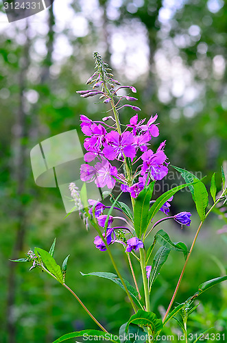 Image of Willow-tea (Ivan-tea)