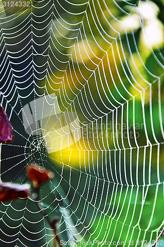 Image of Spider web on the grass close up