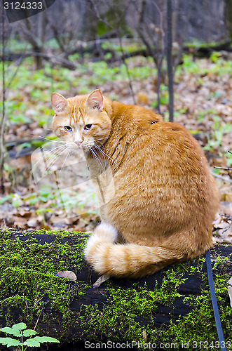 Image of Red cat on a leash sitting on a felled tree in the forest