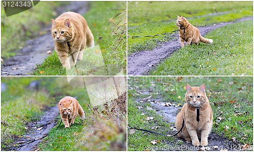 Image of Collage - walking the cat on the harness