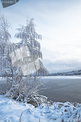Image of Winter landscape with trees, covered with hoarfrost and lake 