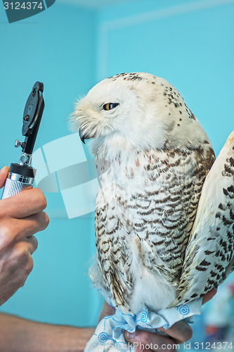 Image of owl at vet