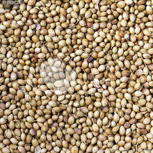 Image of Coriander seeds