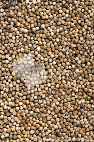 Image of Coriander seeds