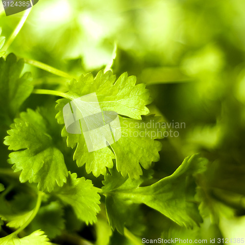 Image of Coriander leaf