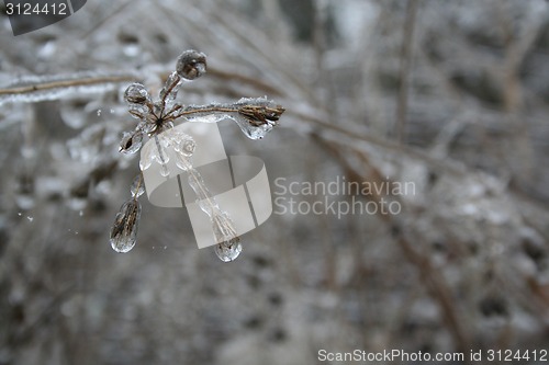 Image of frozen drops of water in the wild nature