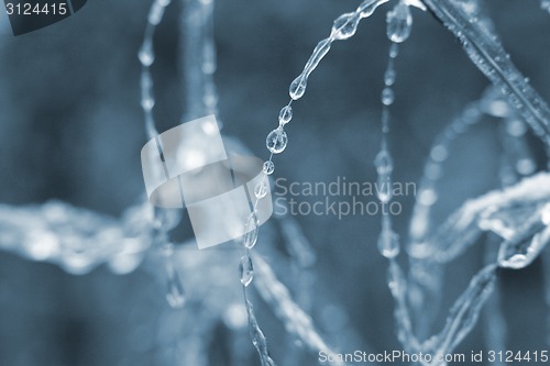 Image of frozen drops of water in the wild nature