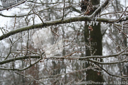 Image of frozen drops of water in the wild nature