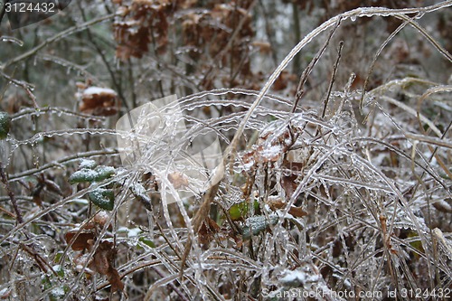 Image of frozen drops of water in the wild nature