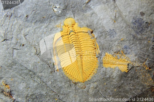 Image of trilobite fossil