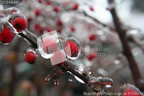 Image of frozen fruits with fresh ice 