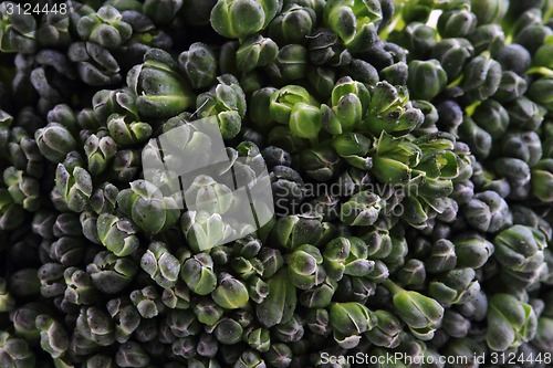Image of fresh green broccoli as food background