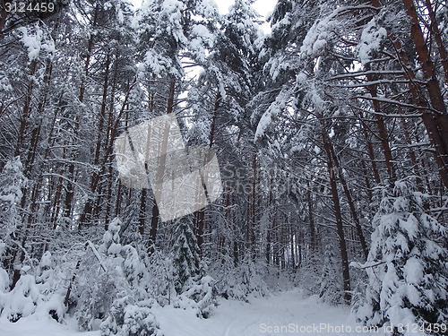 Image of Winter Forest