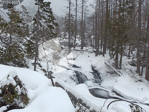 Image of Winter Forest