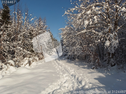 Image of Winter Forest