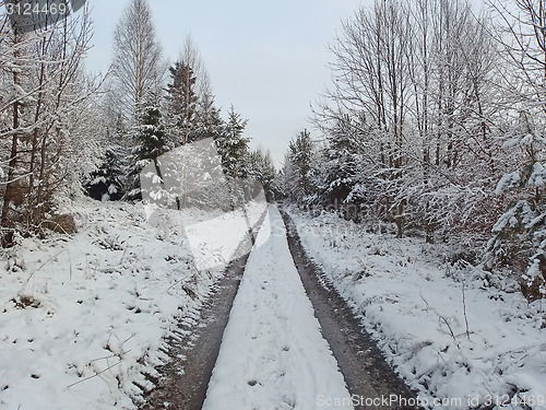 Image of Road in winter forest