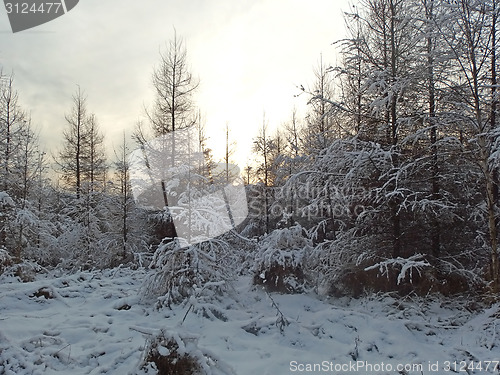Image of Winter Forest