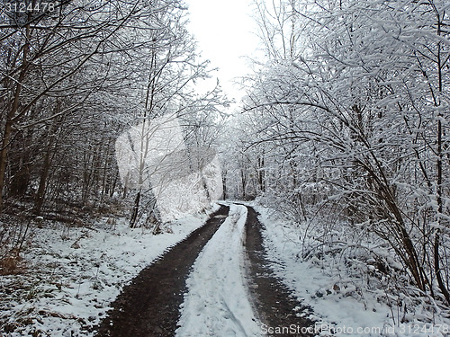Image of Road in winter forest