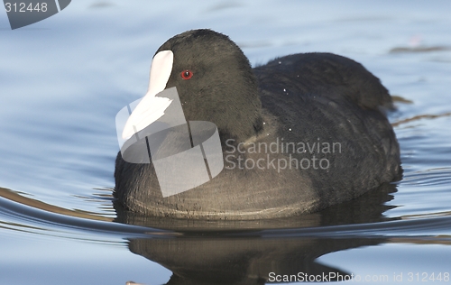 Image of Common Coot