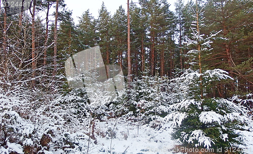 Image of Winter Forest