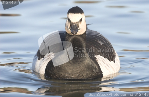 Image of Barnacle Goose