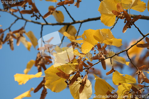 Image of Fall leaves