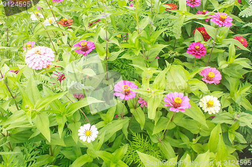 Image of Zinnia elegans in field