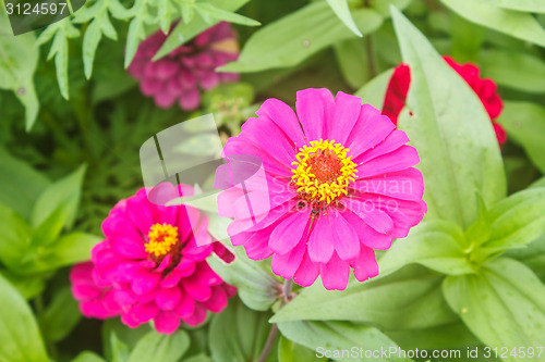 Image of Zinnia elegans in field