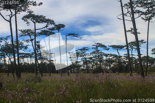 Image of pine tree forest  on mountain