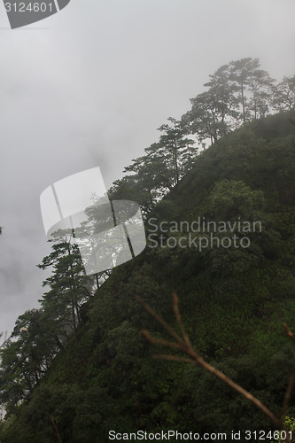 Image of pine tree forest  on mountain