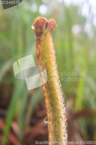 Image of Close up of fern leaf with water drops 