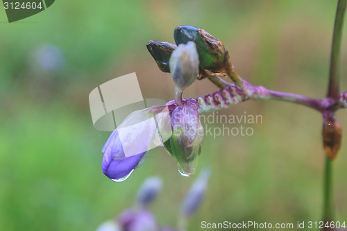 Image of Murdannia giganteum, Thai purple flower and Pine forest 