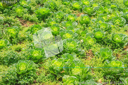 Image of chinese cabbage field