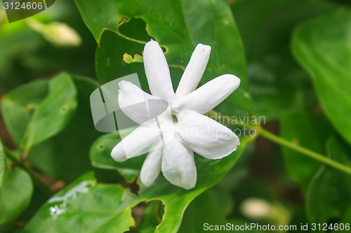 Image of White Jasmine flowers in garden