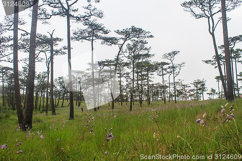 Image of Murdannia giganteum, Thai purple flower and Pine forest 