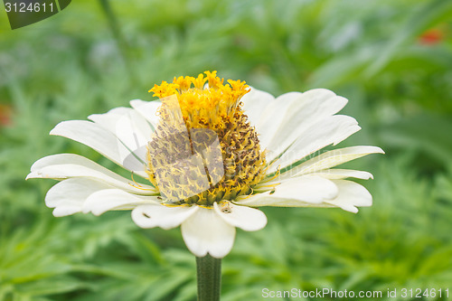 Image of Zinnia elegans in field