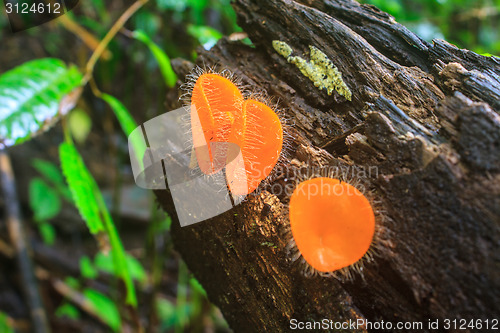 Image of Champagne mushrooms (Fungi Cup) 