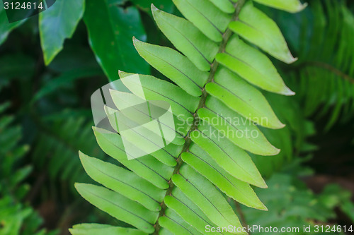 Image of Fern leaf texture