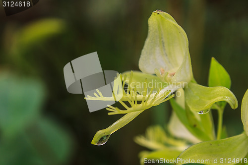 Image of Wild orchids in nature