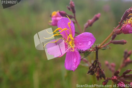 Image of purple Malabar flower 