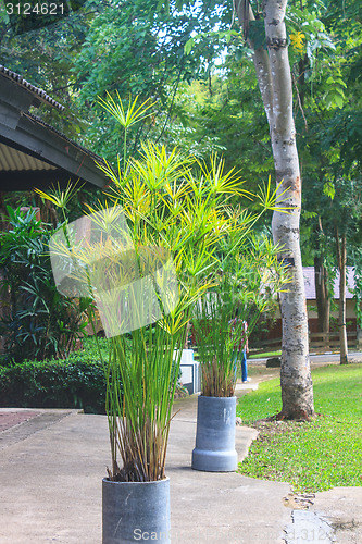 Image of Potted plants on a front porch